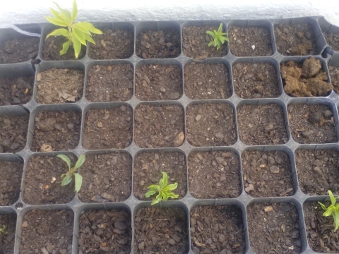 Germinação das primeiras seis plantas de amendoeira (dois meses após a germinação)